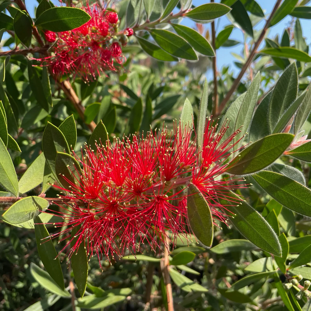 Lemon Bottlebrush