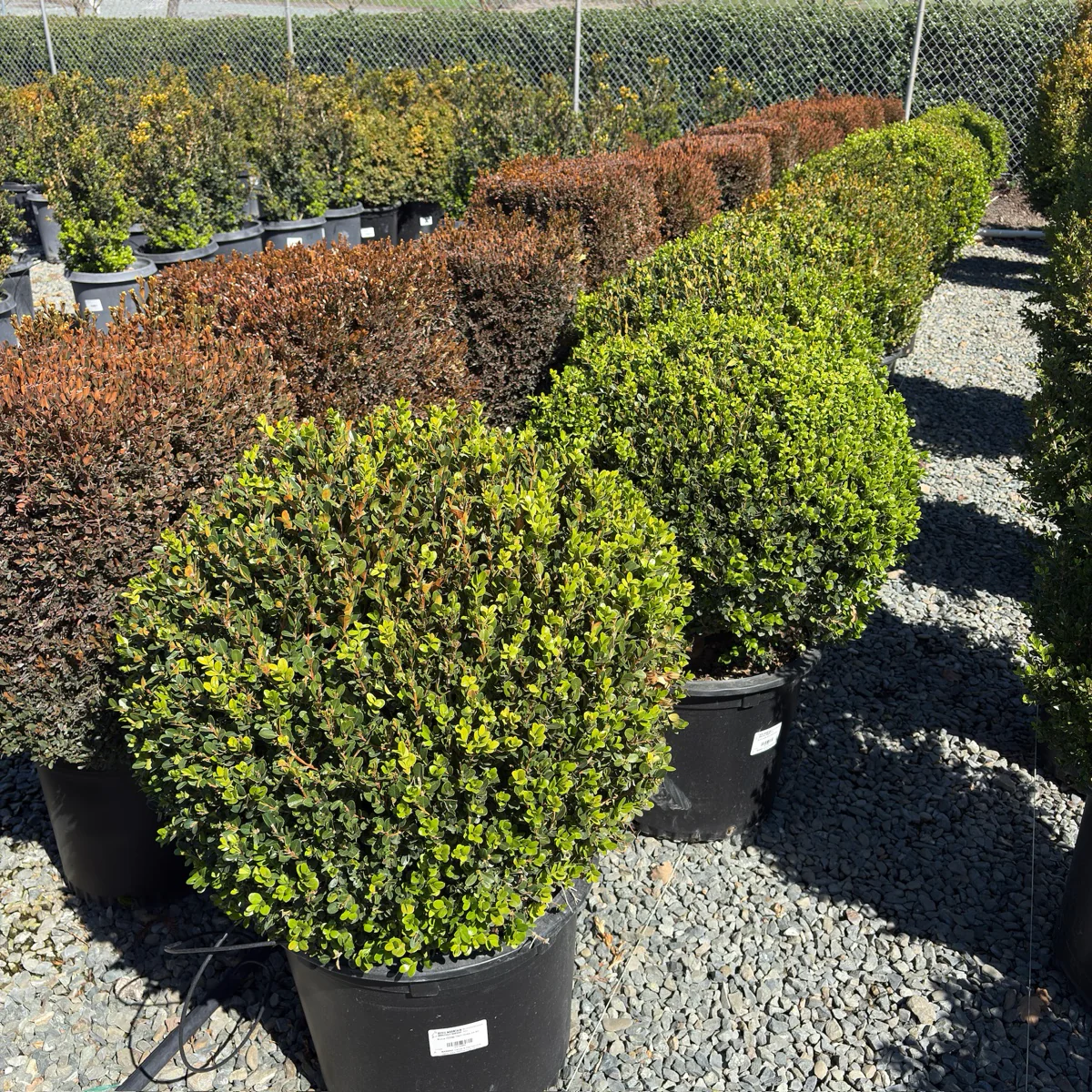 Winter Gem Boxwood - Image 3