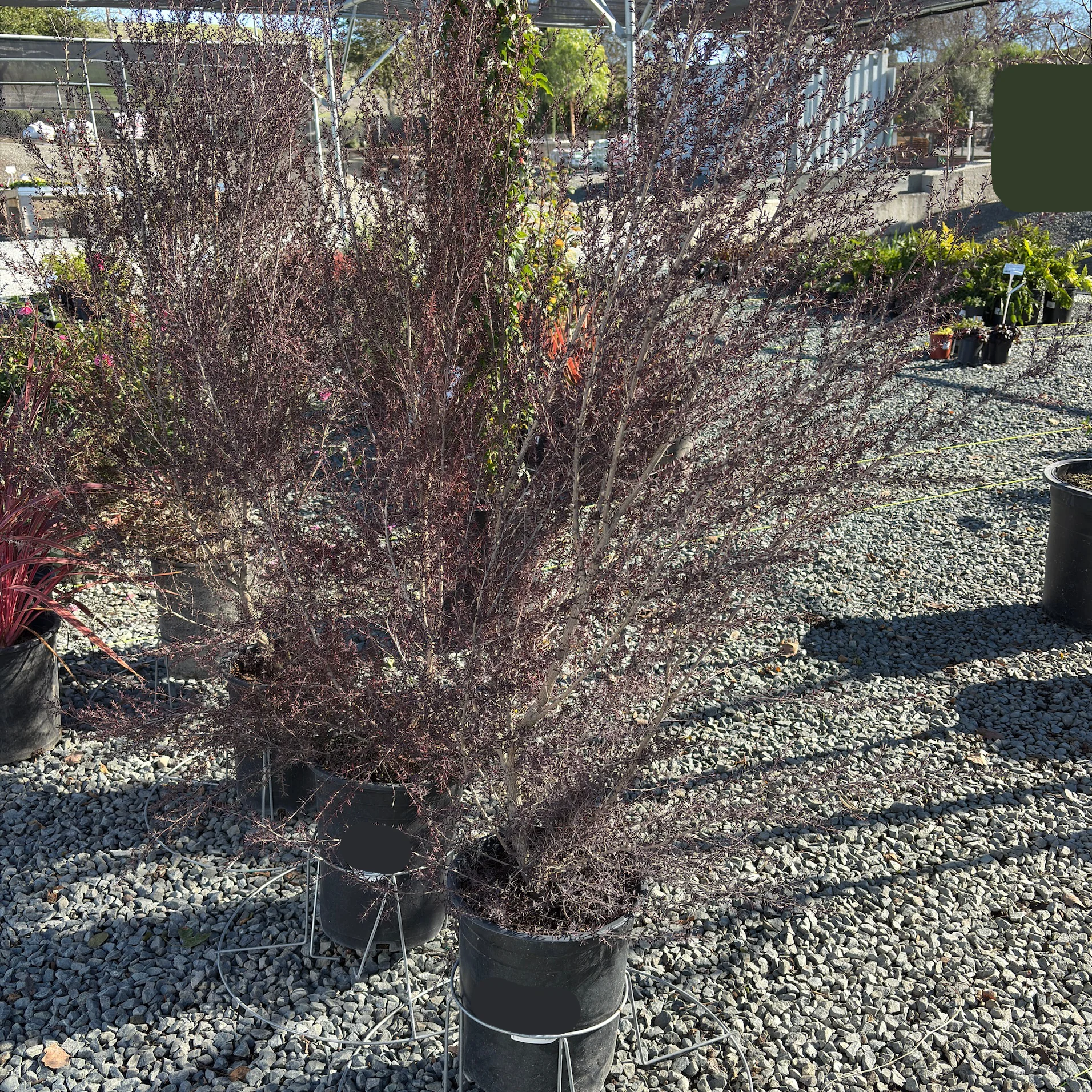 Ruby Glow New Zealand Tea Tree - Image 3