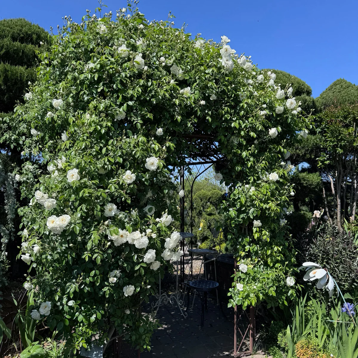 Iceberg Climbing Rose - Image 1