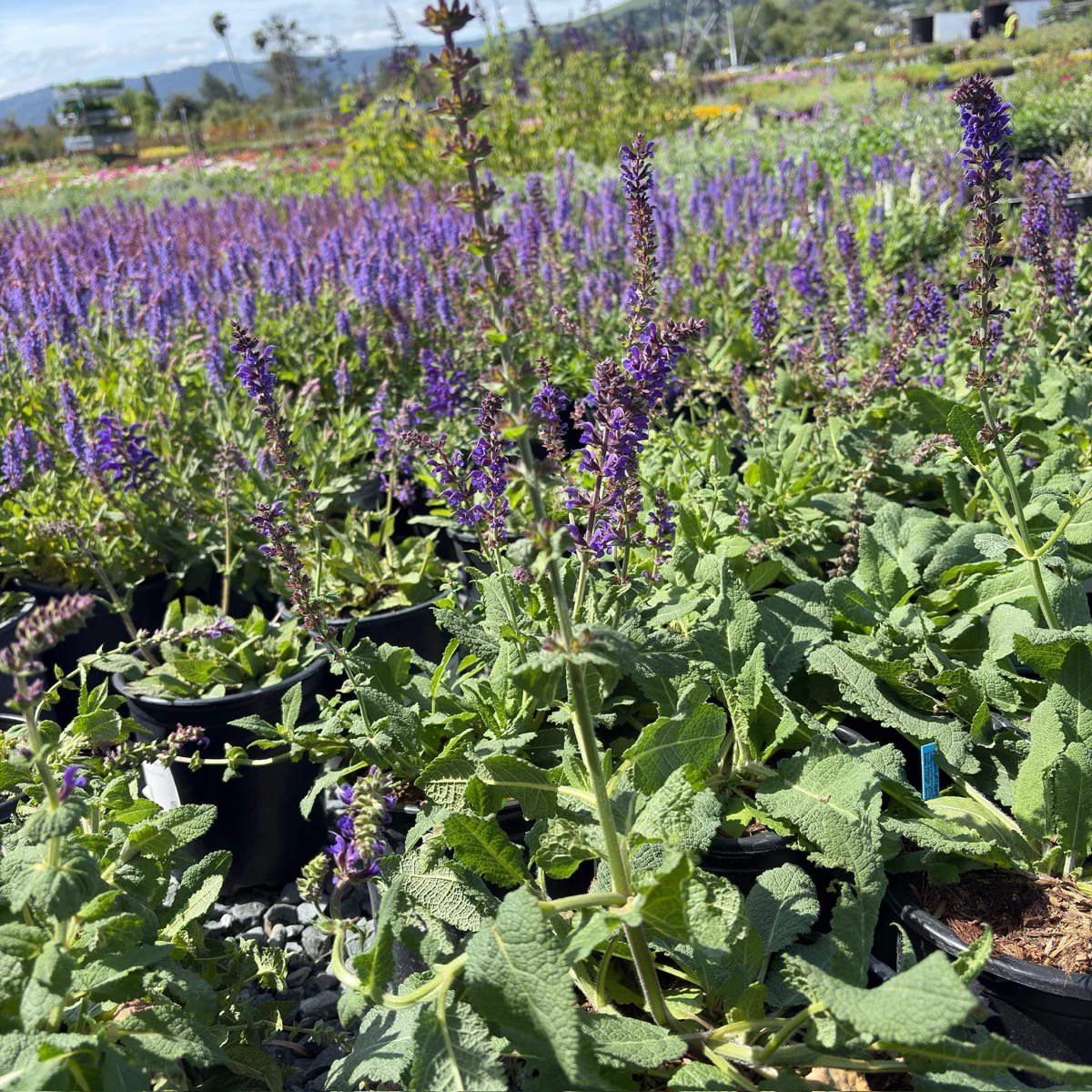 May Night Wood Sage - Image 1
