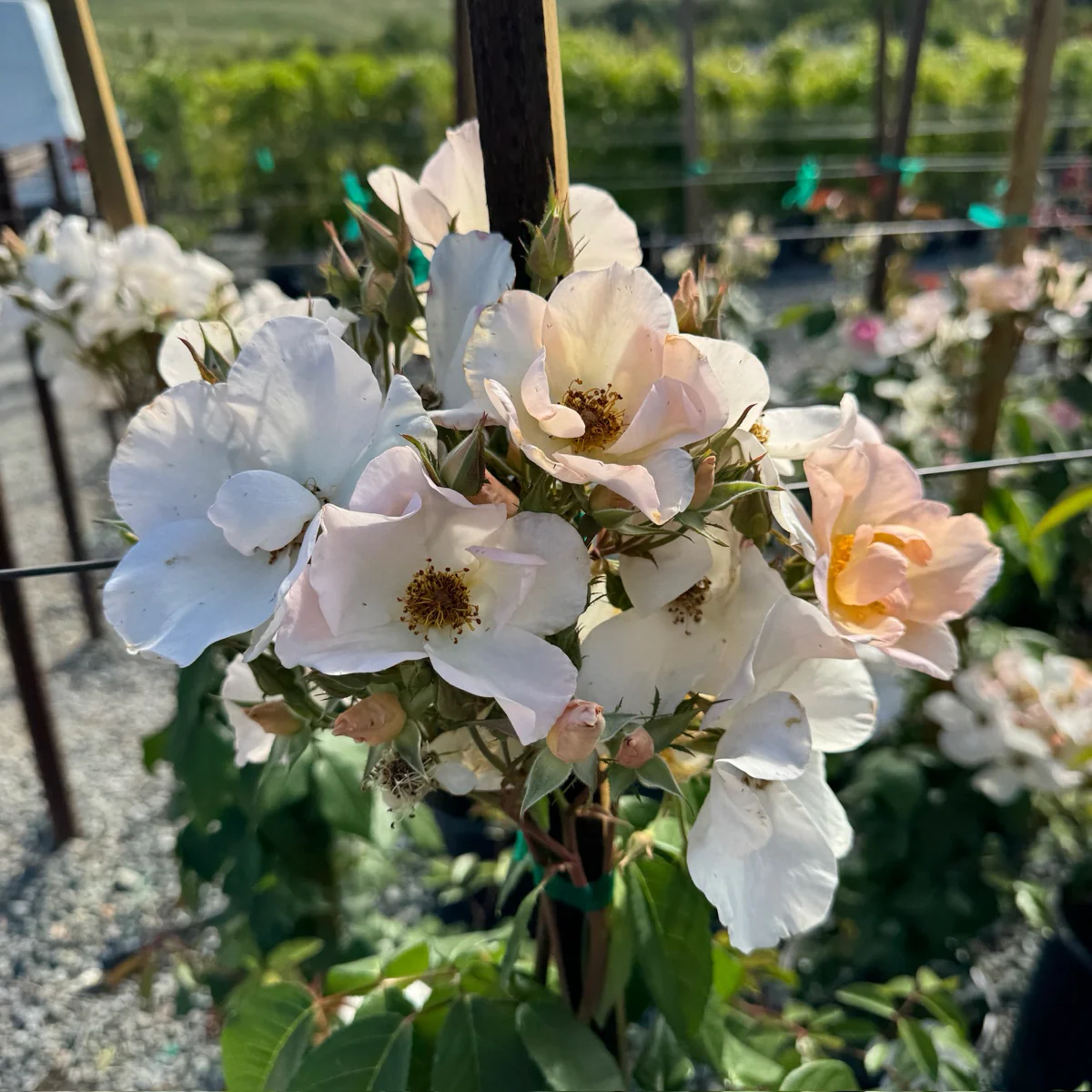Sally Holmes Climbing Rose - Image 1