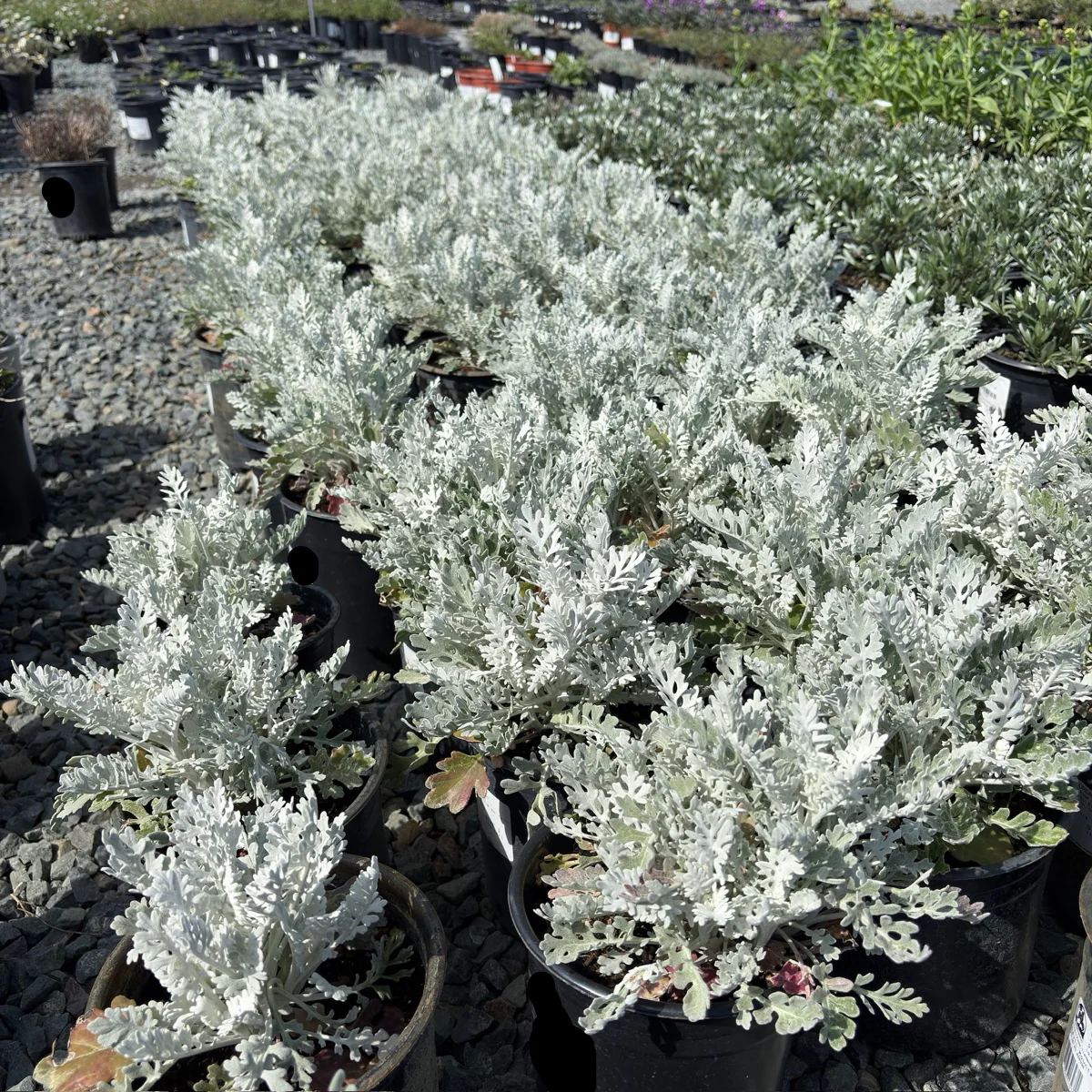 Dusty Miller - Image 1