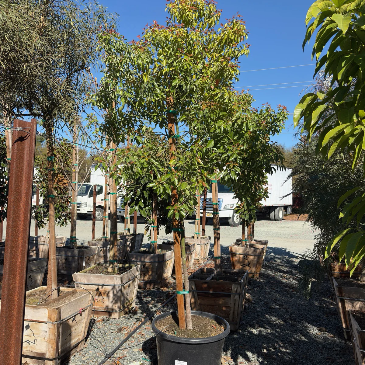 Camphor Tree - Image 3