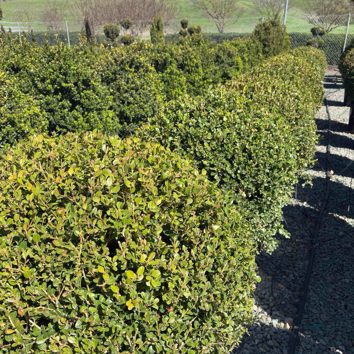 Winter Gem Boxwood - Image 1