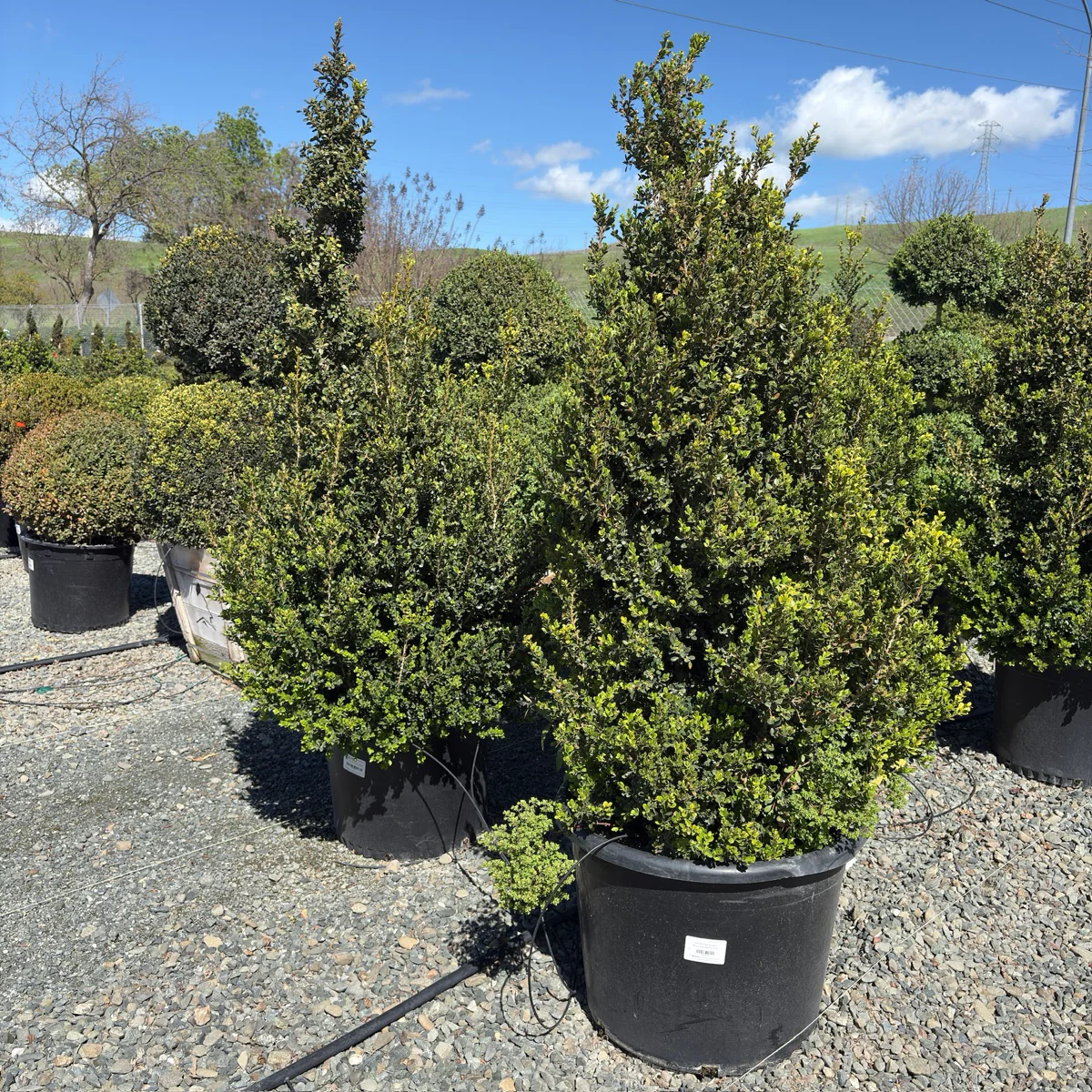 Green Beauty Boxwood - Image 1