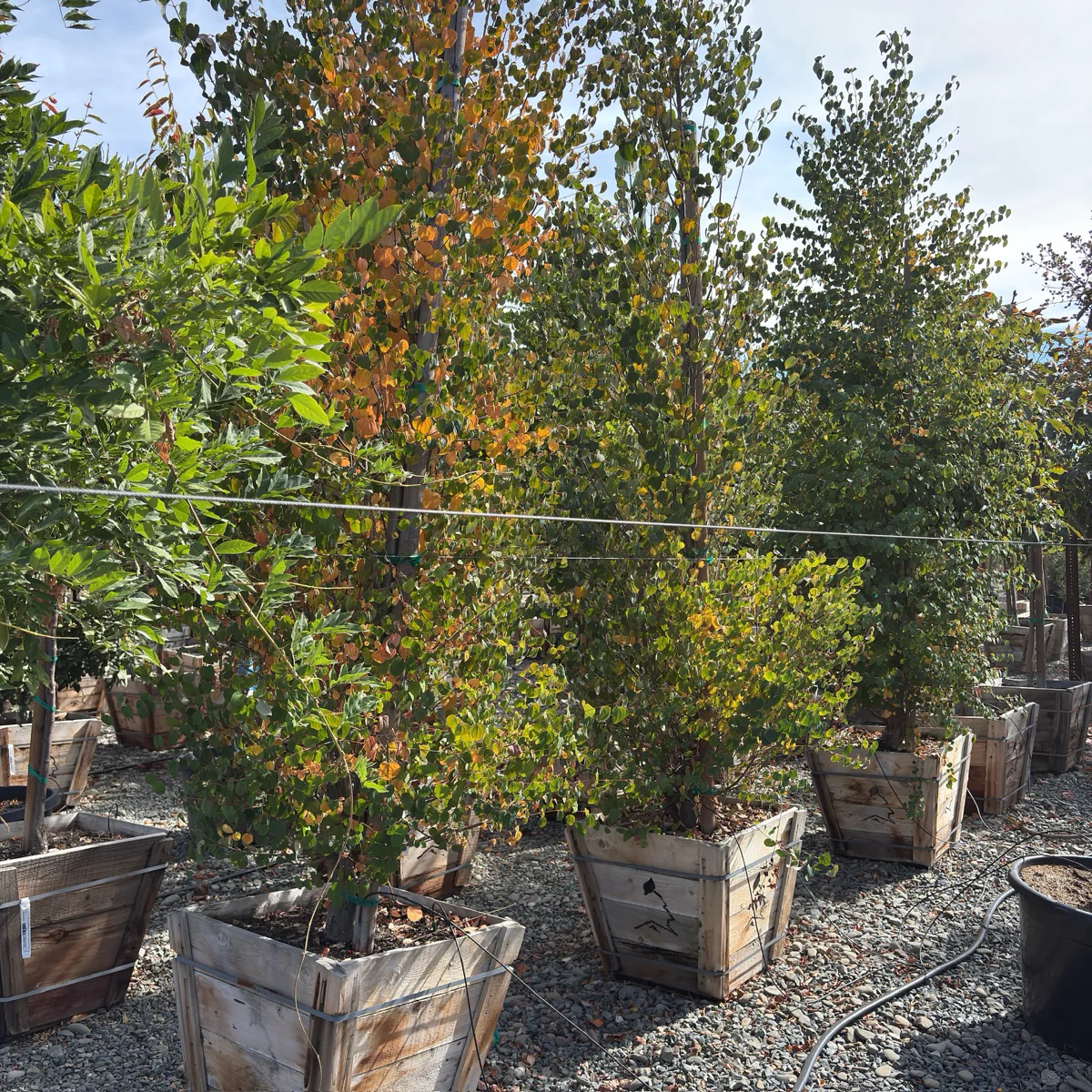 Japanese  Katsura Tree - Image 1