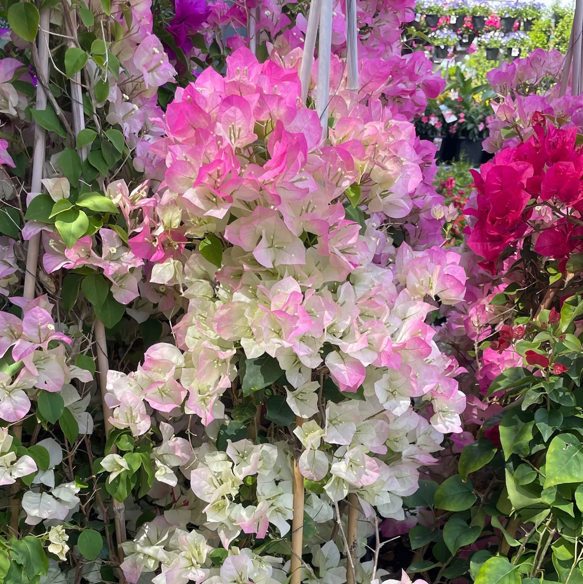 Imperial Thai Delight Bougainvillea - Image 1