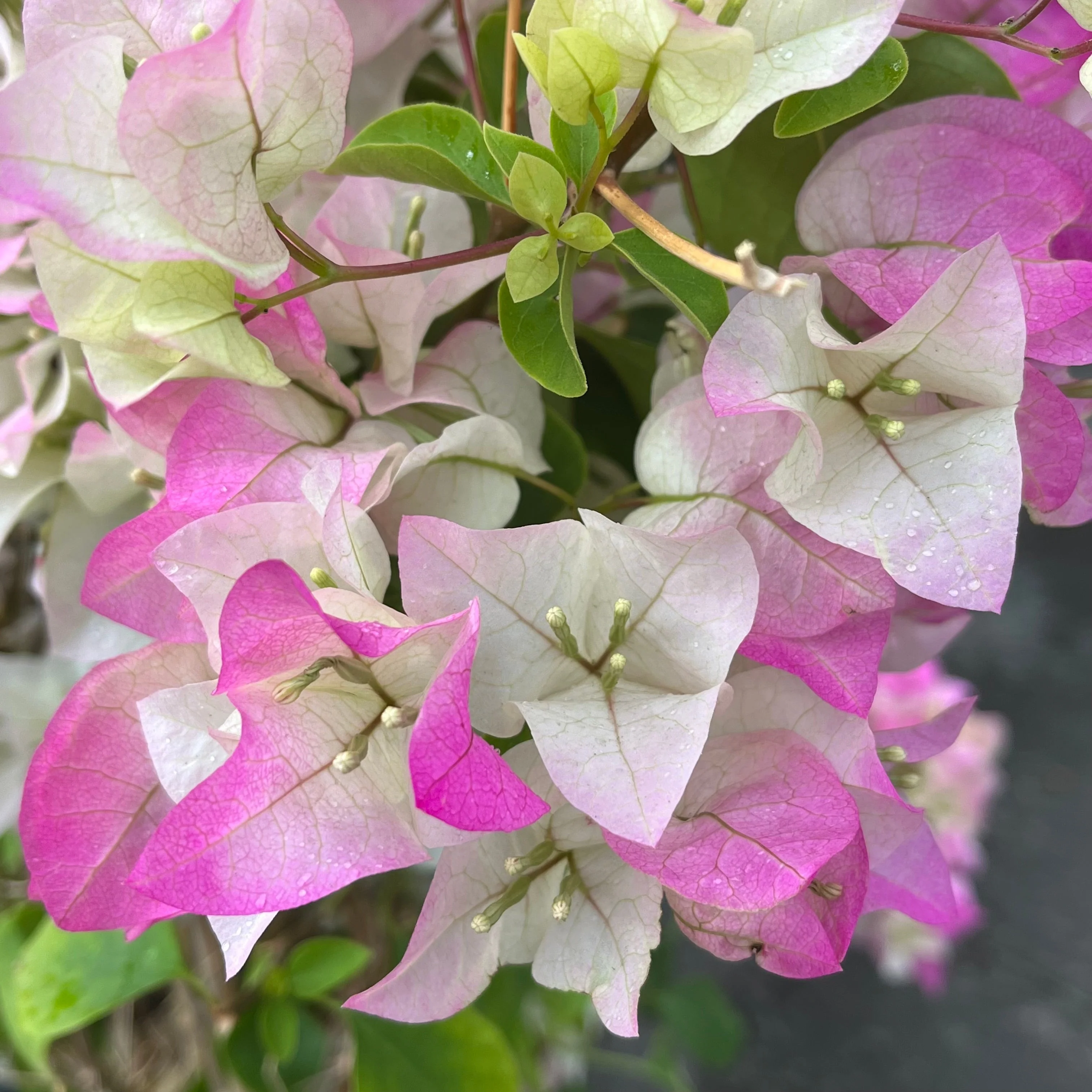 Imperial Thai Delight Bougainvillea - Image 2