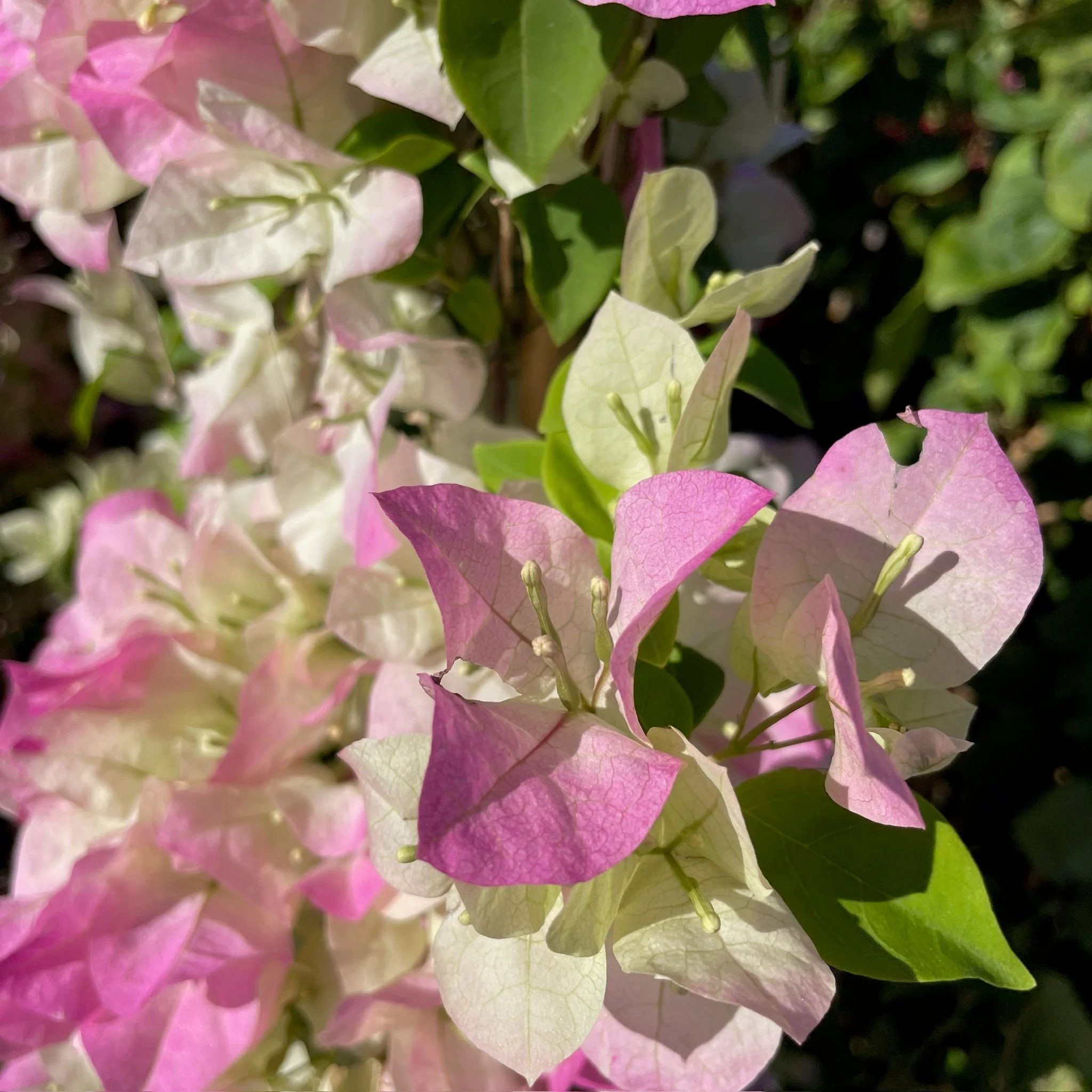 Imperial Thai Delight Bougainvillea - Image 3