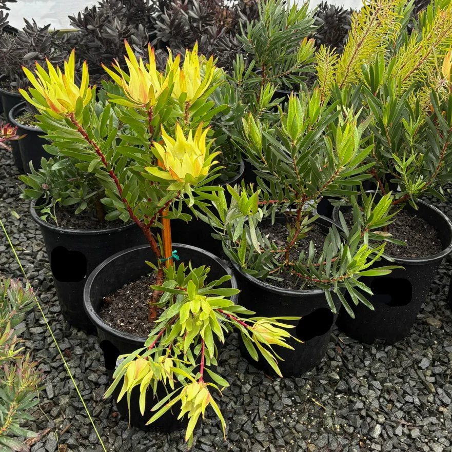 Inca Gold Cone Bush - Image 1
