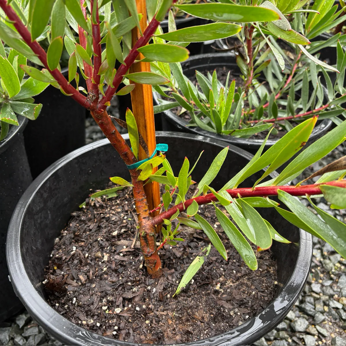 Inca Gold Cone Bush - Image 2