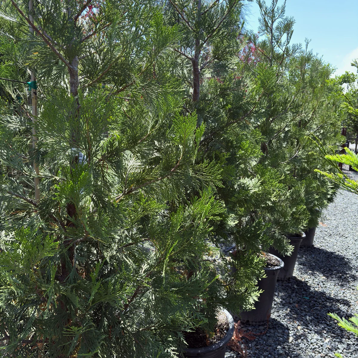 Incense Cedar - Image 1