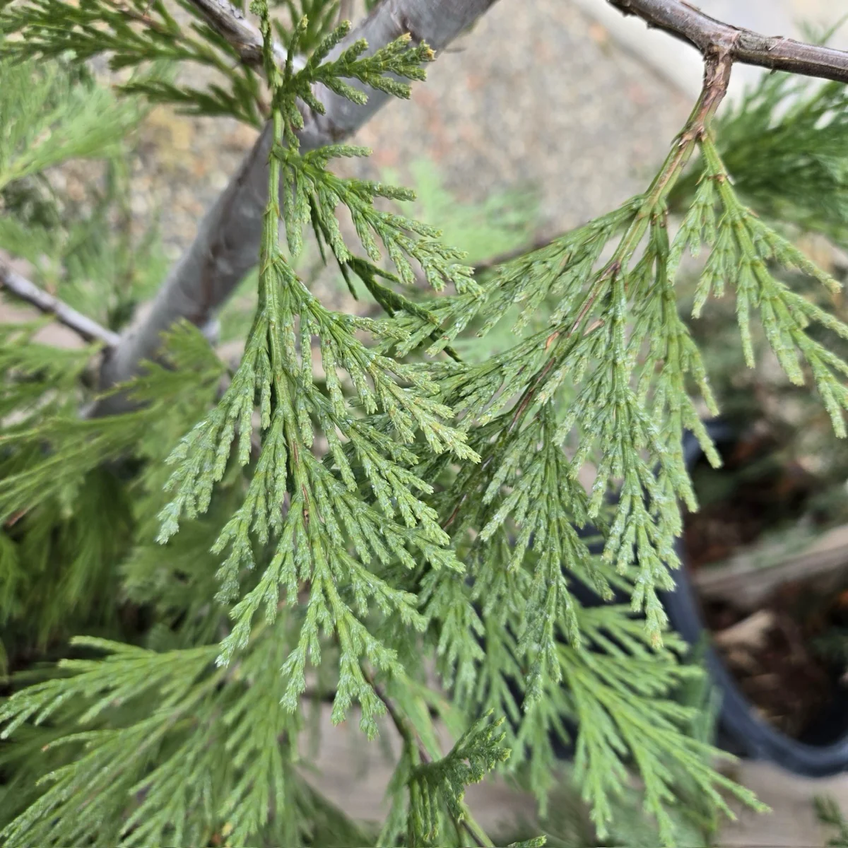 Incense Cedar - Image 3