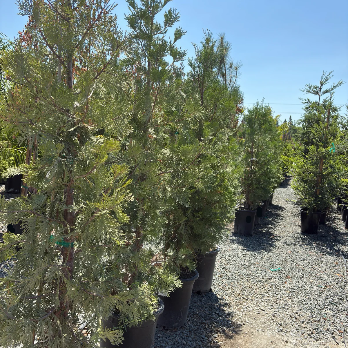 Incense Cedar - Image 2