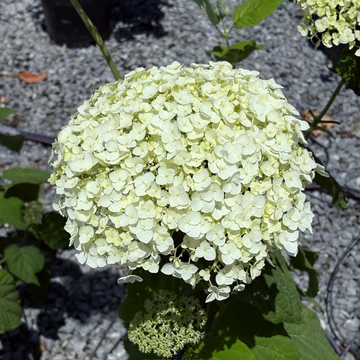 Incrediball Smooth Hydrangea - Image 2