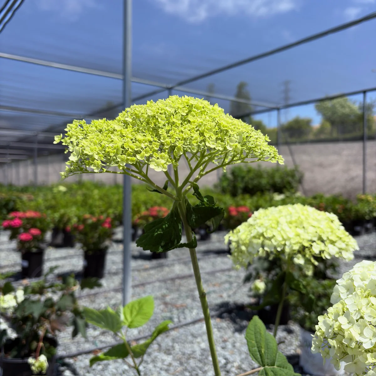 Incrediball Smooth Hydrangea - Image 3
