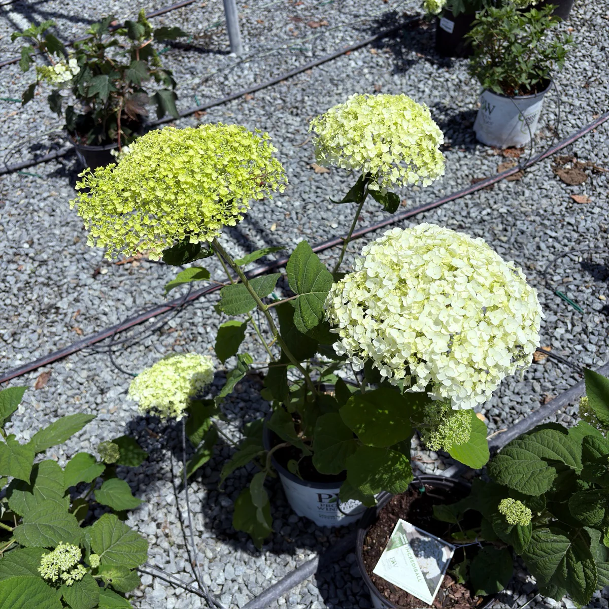 Incrediball Smooth Hydrangea - Image 1