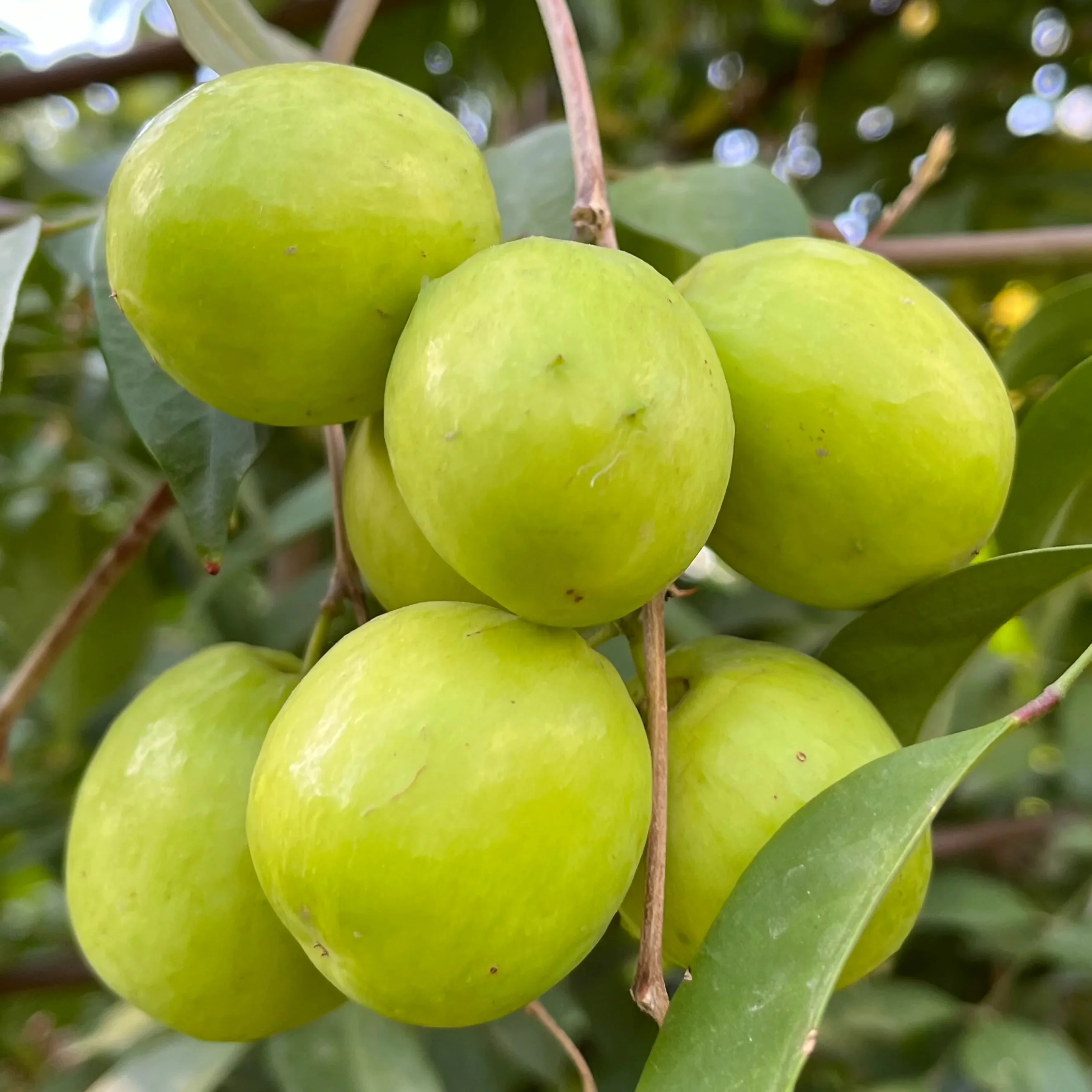 India Jujube Tree
