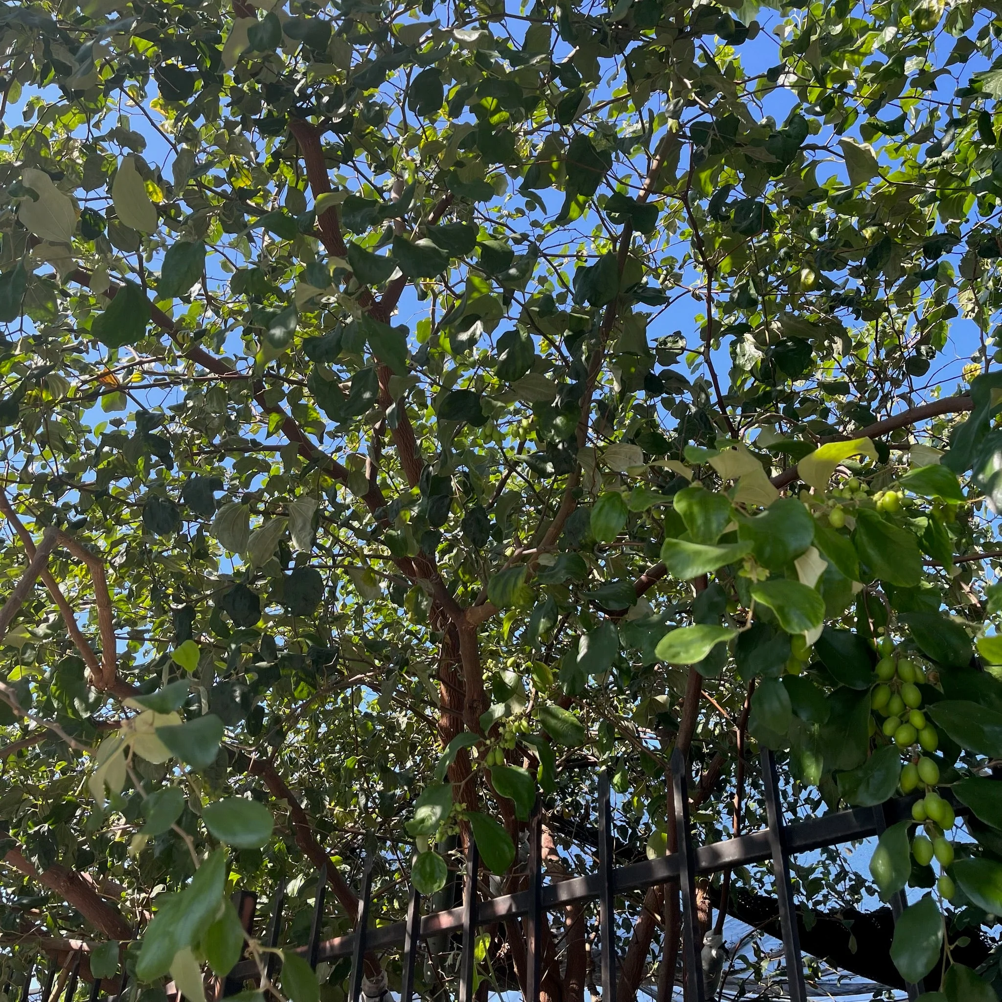 India Jujube Tree - Image 2