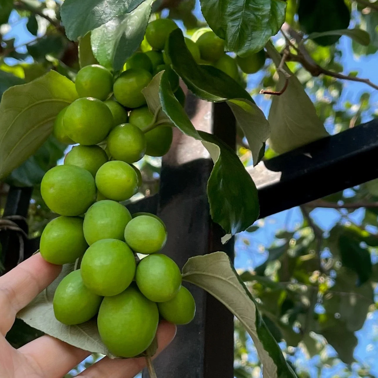 India Jujube Tree - Image 3