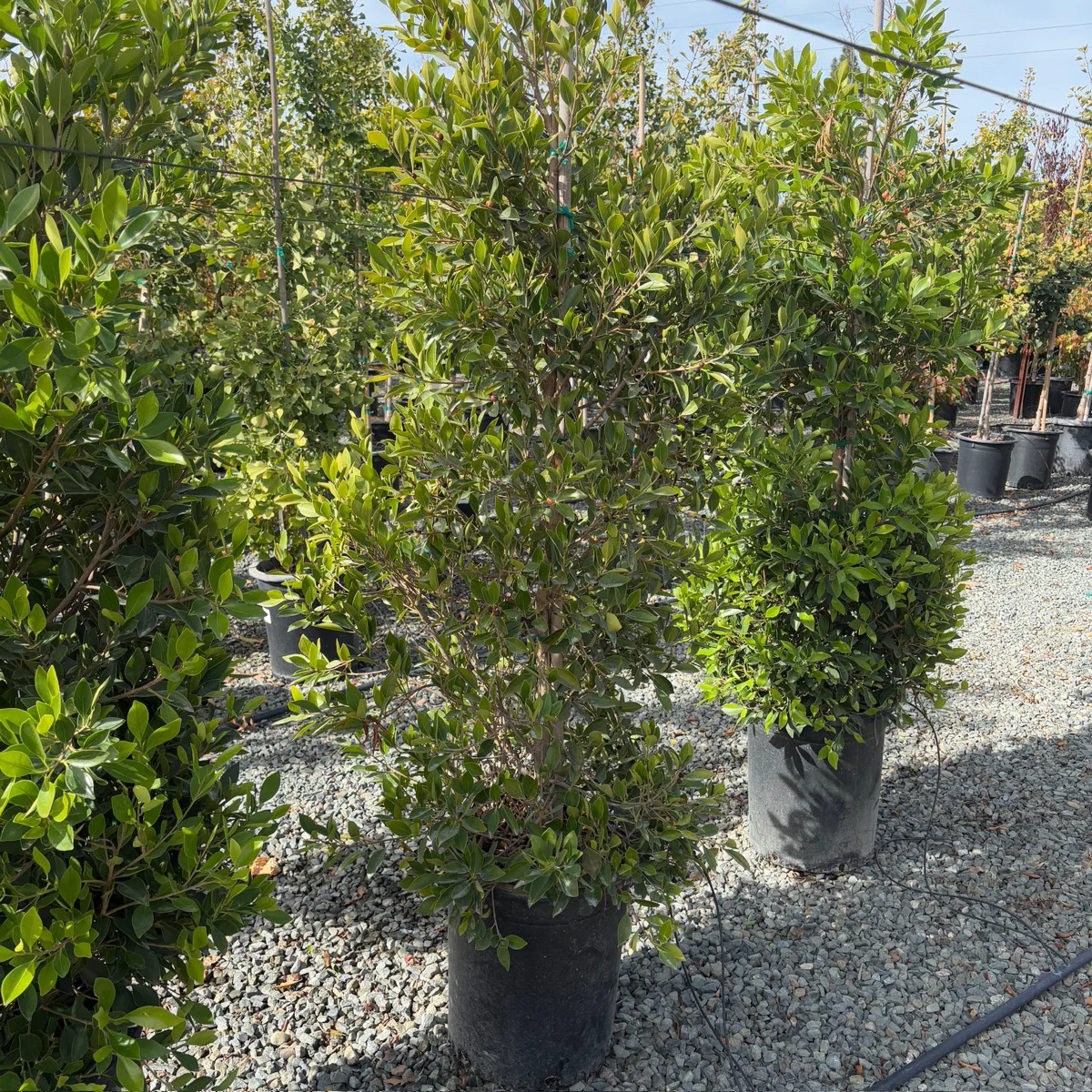Indian Laurel Fig - Image 2