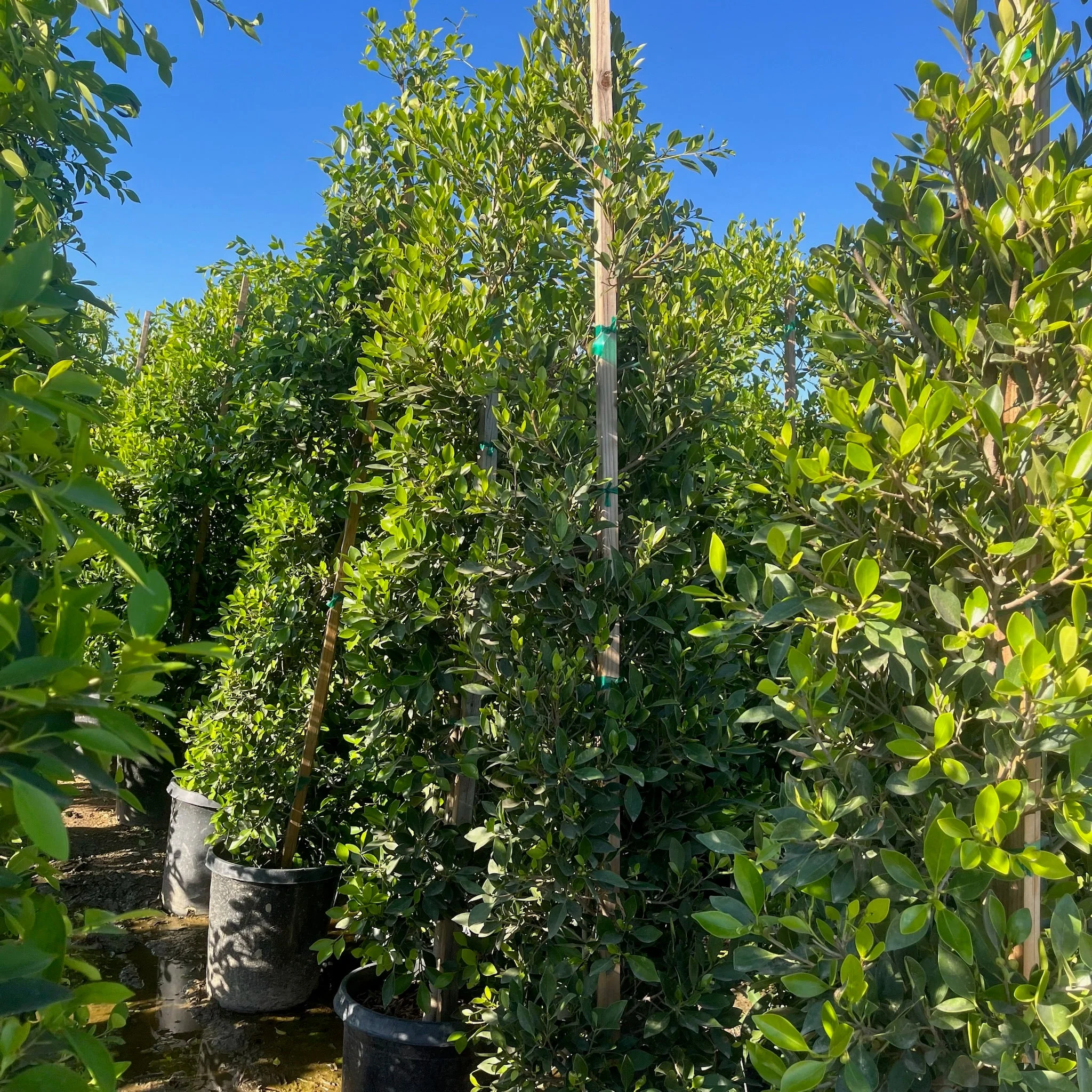 Indian Laurel Fig - Image 3
