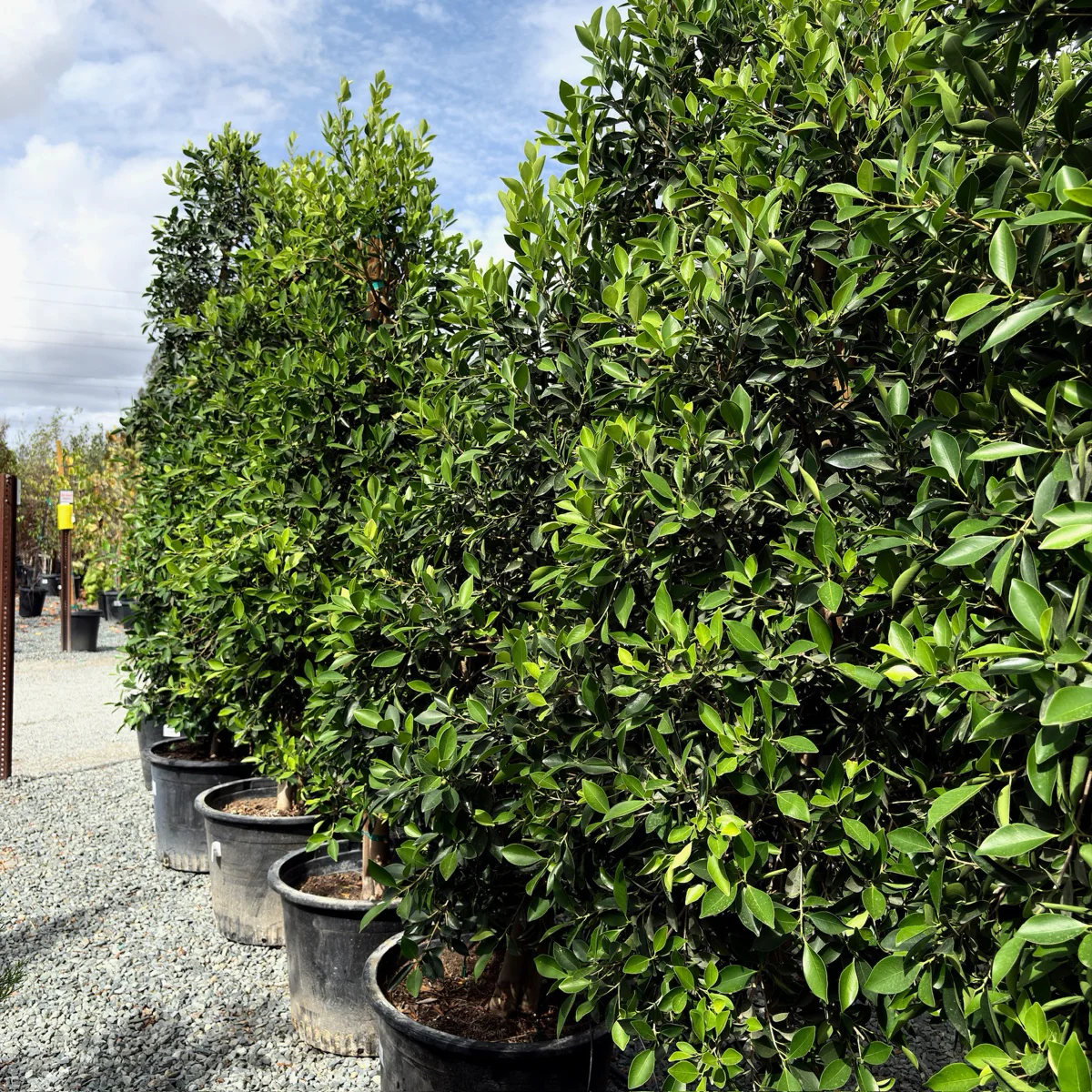 Indian Laurel Fig - Image 1