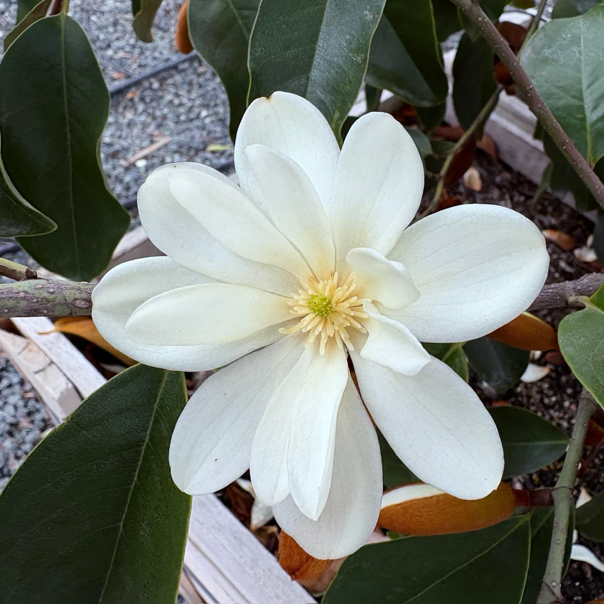 Inspiration Yunnan Michelia - Image 1