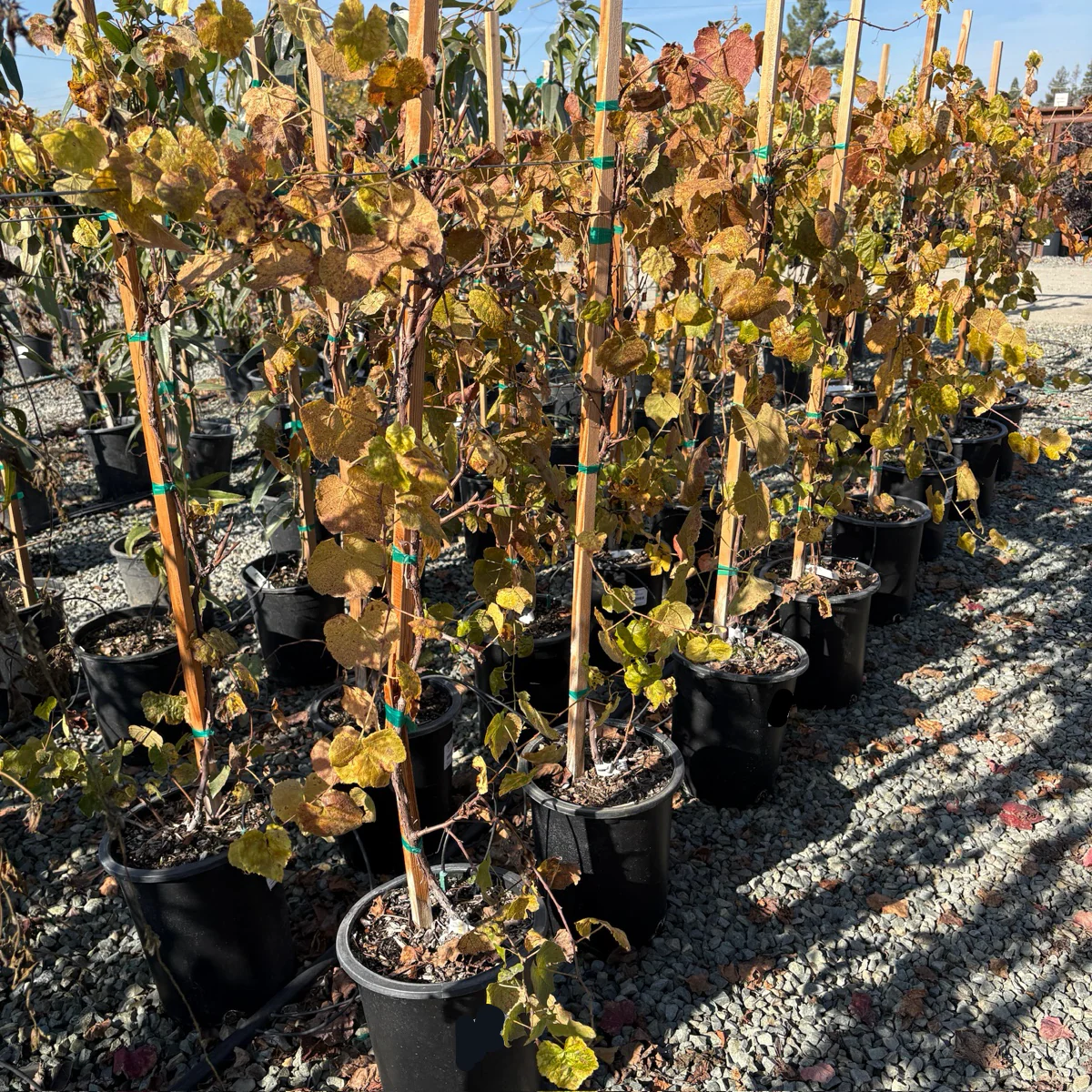 Interlaken Grape - Image 2