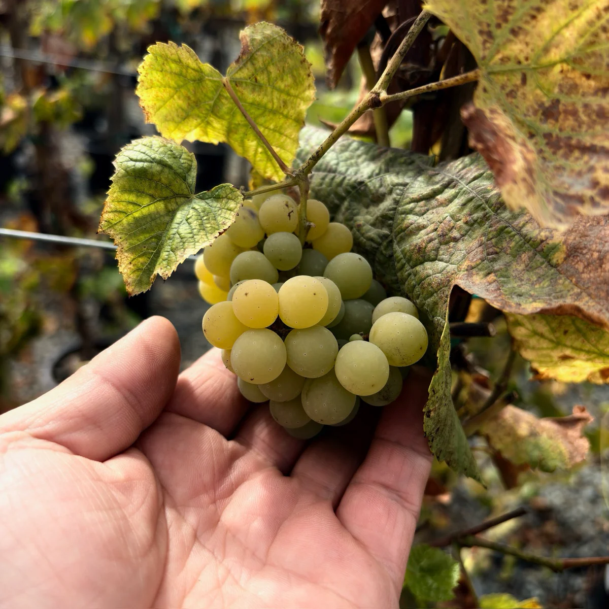 Interlaken Grape - Image 3