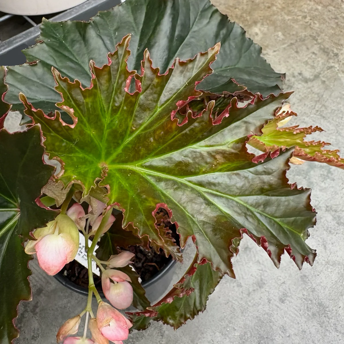 Irene Nuss Begonia