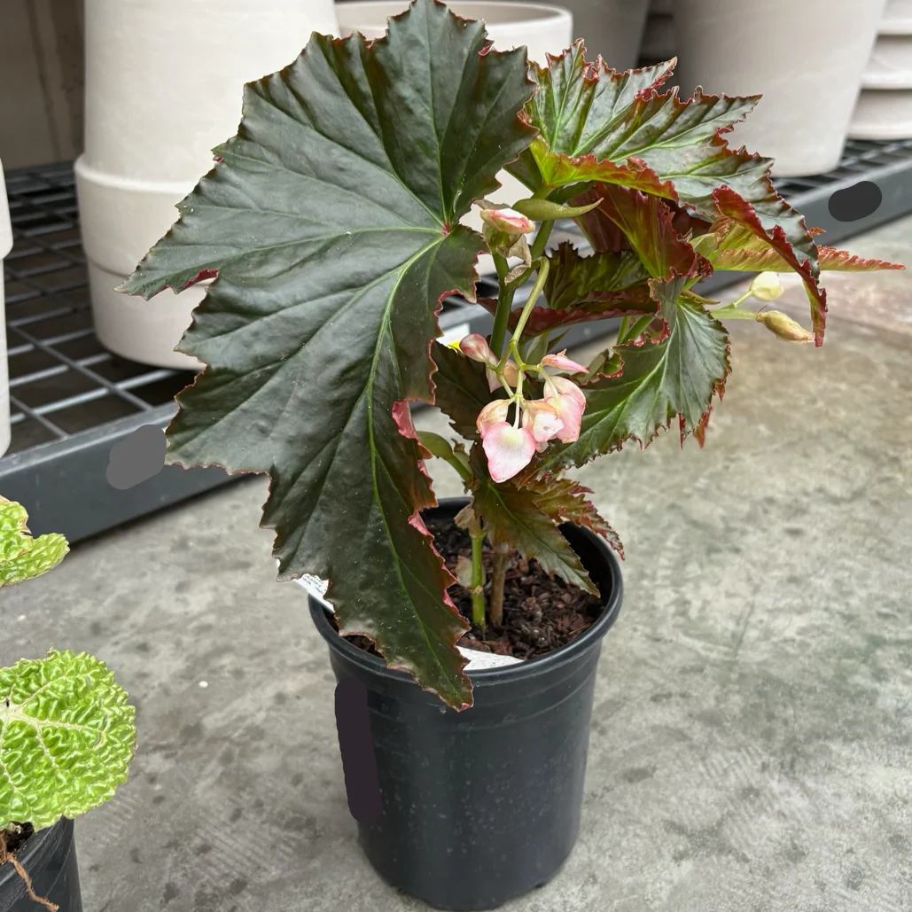 Irene Nuss Begonia - Image 2