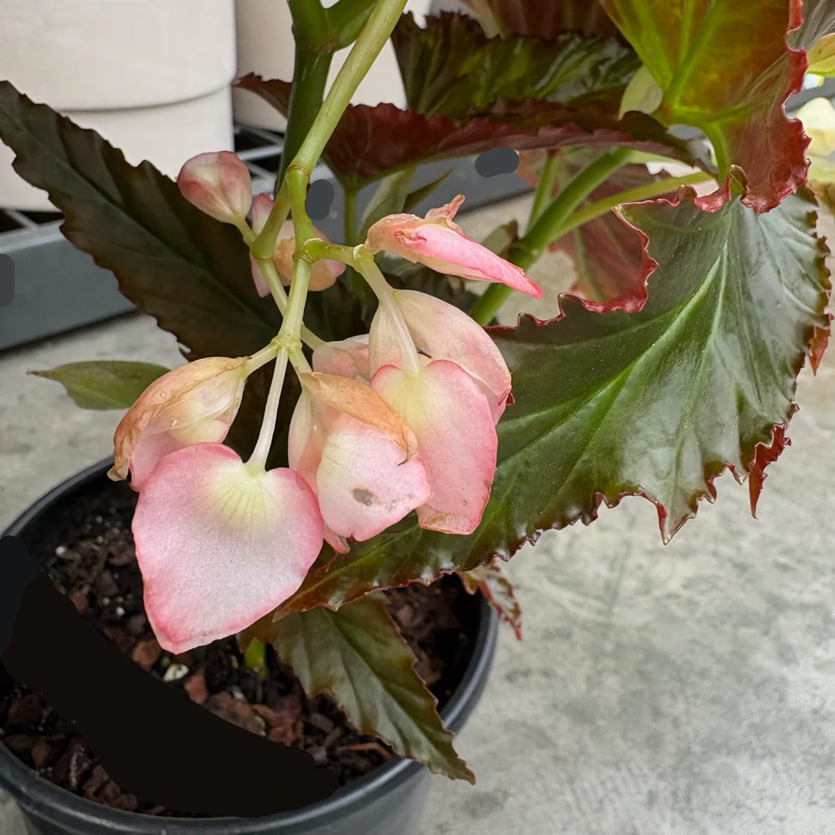 Irene Nuss Begonia - Image 3