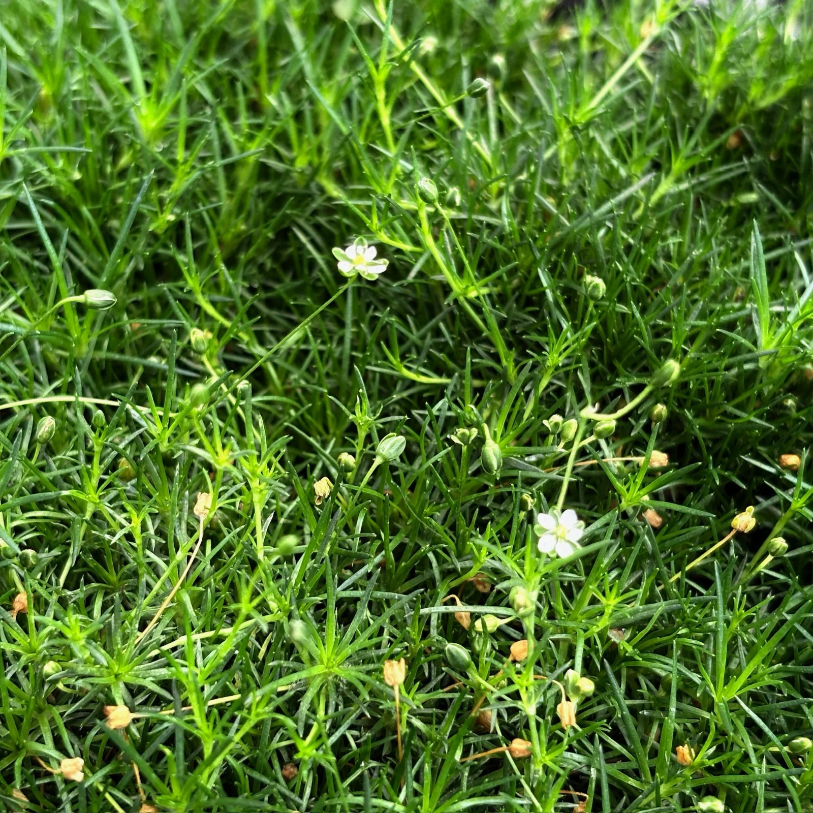 Irish Moss
