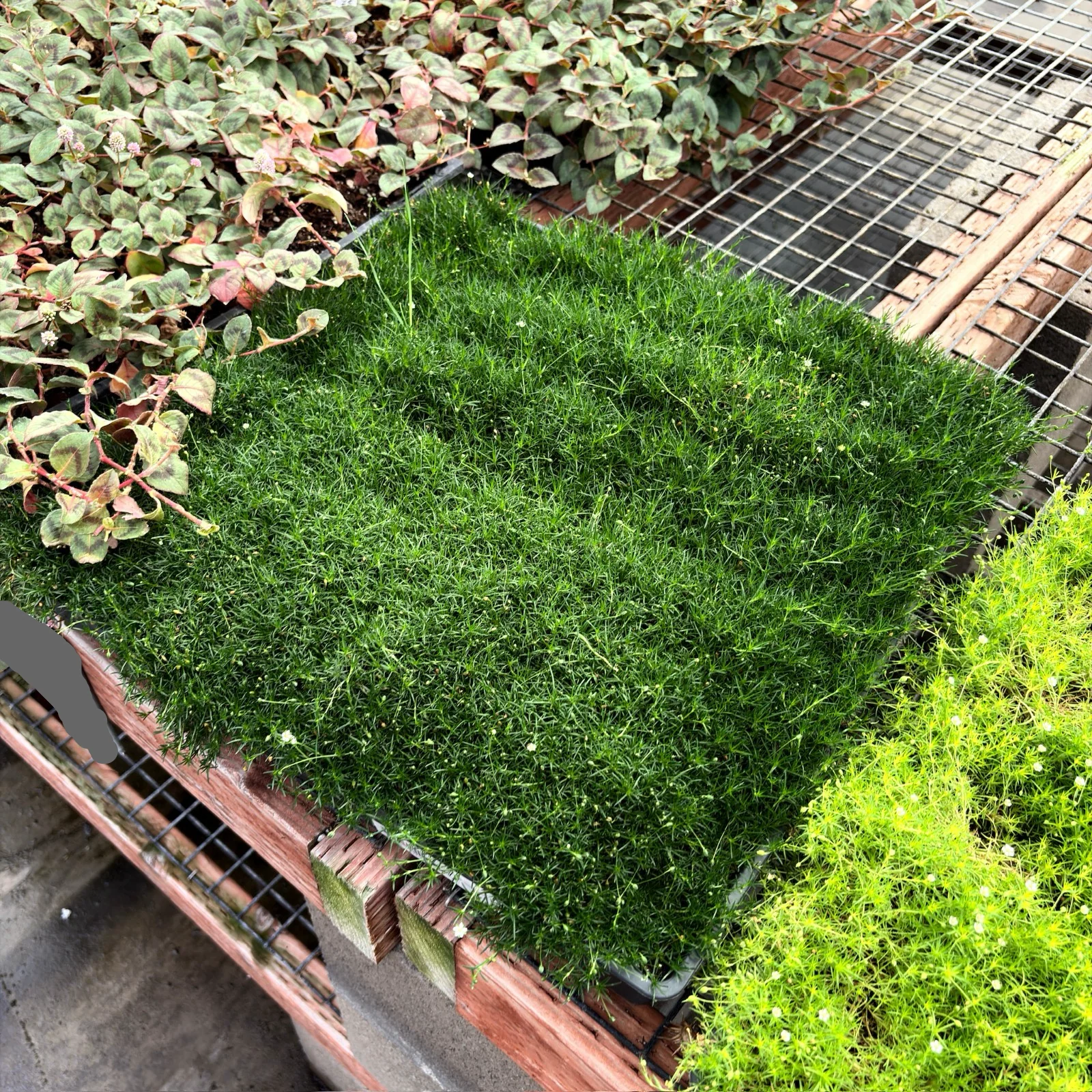 Irish Moss - Image 2