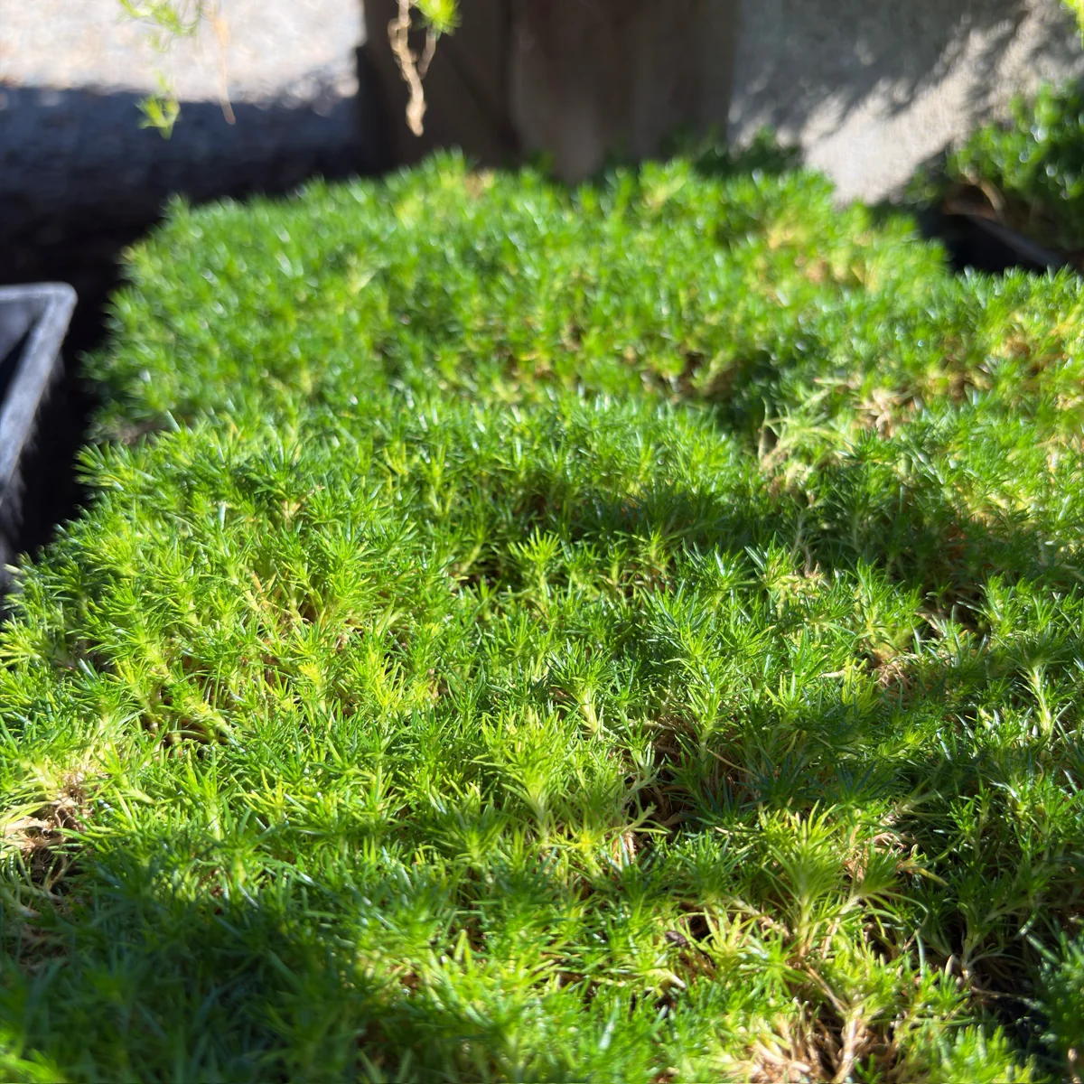 Irish Moss - Image 3