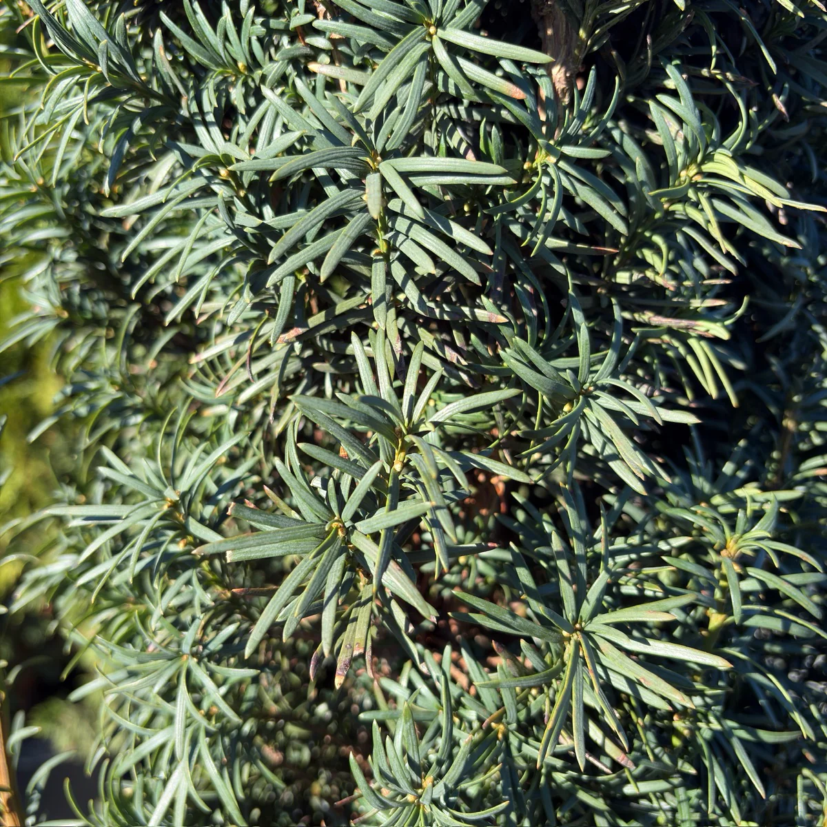 Irish Yew - Image 2