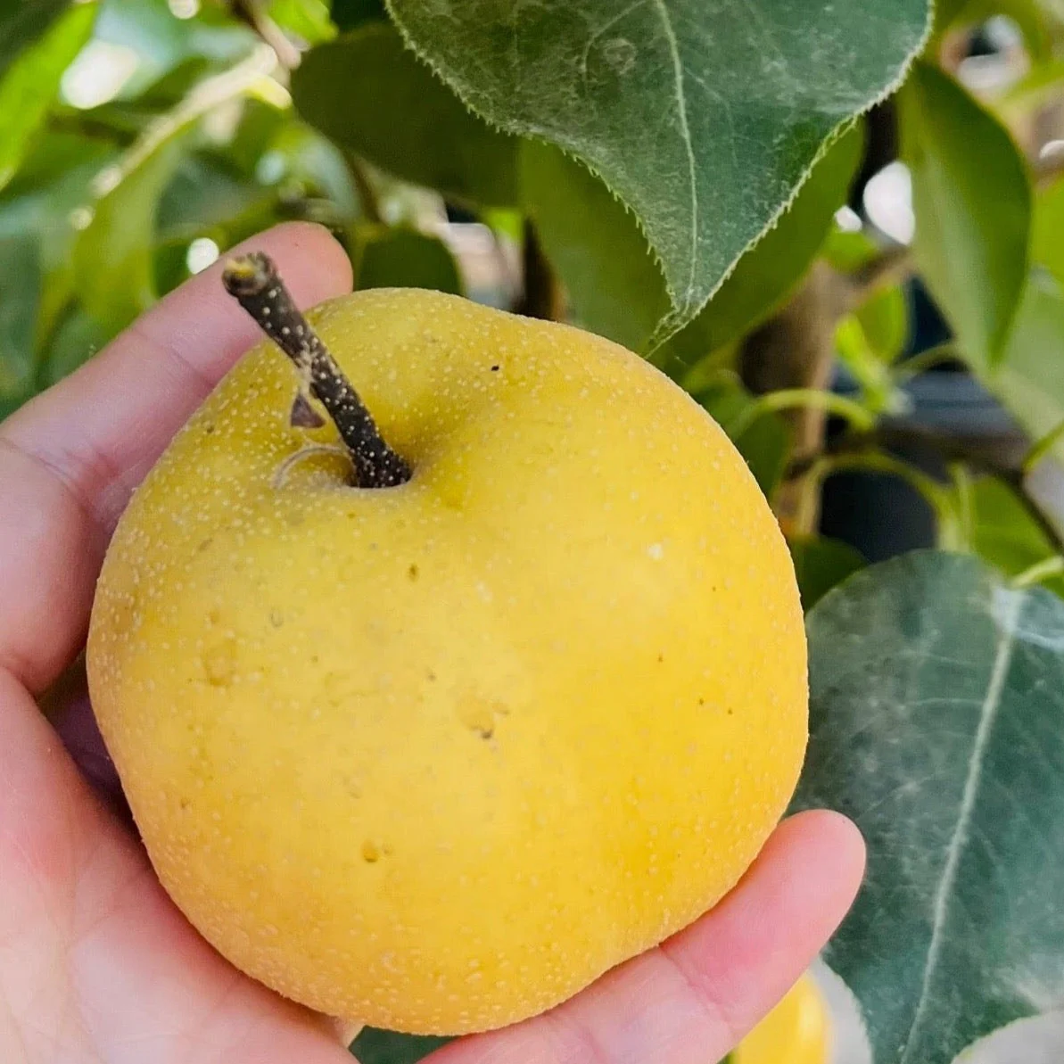 Ishiiwase Asian Pear