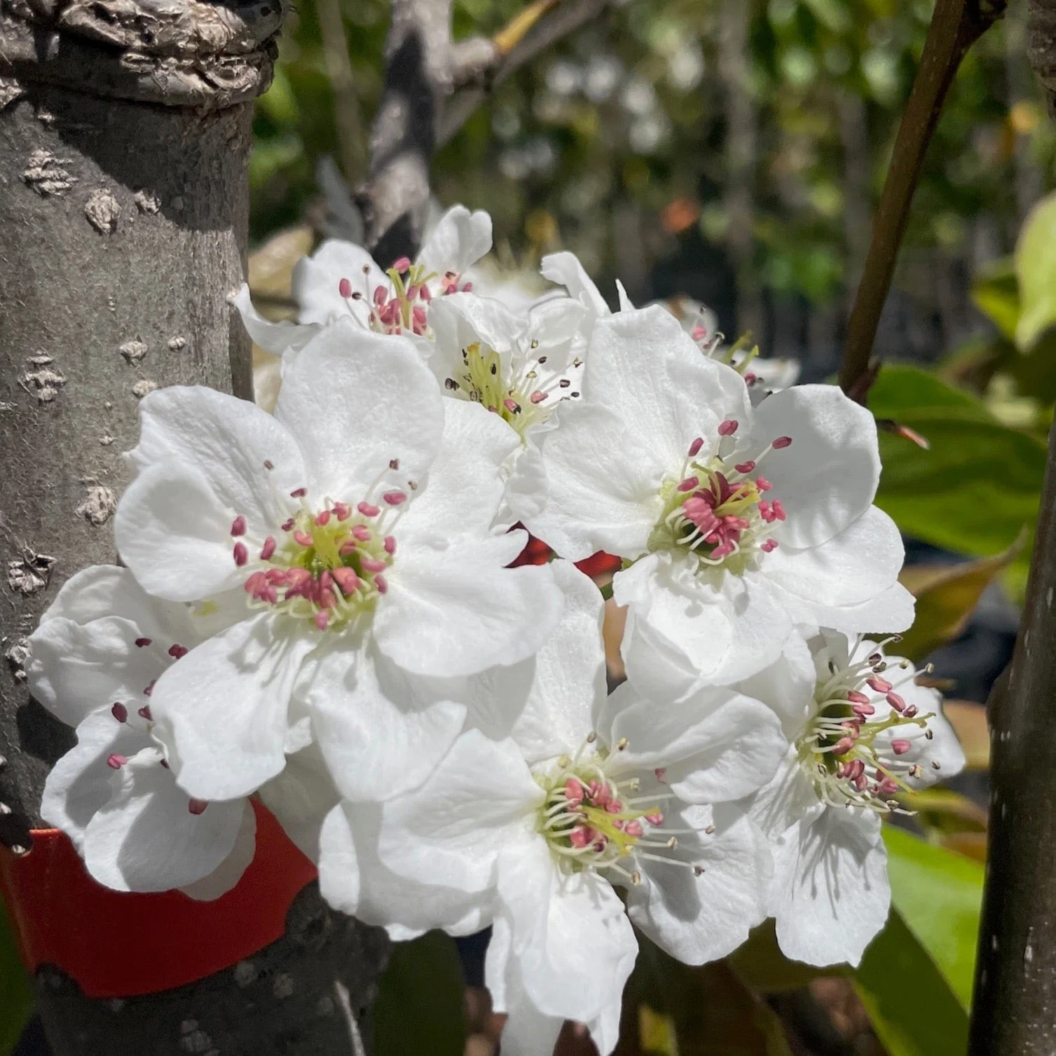 Ishiiwase Asian Pear - Image 2