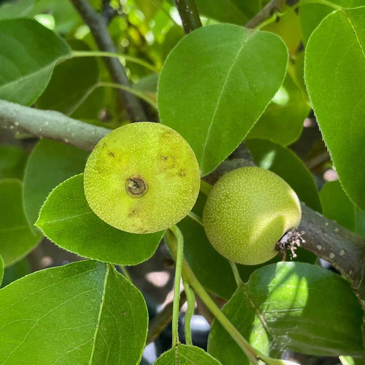 Ishiiwase Asian Pear - Image 3