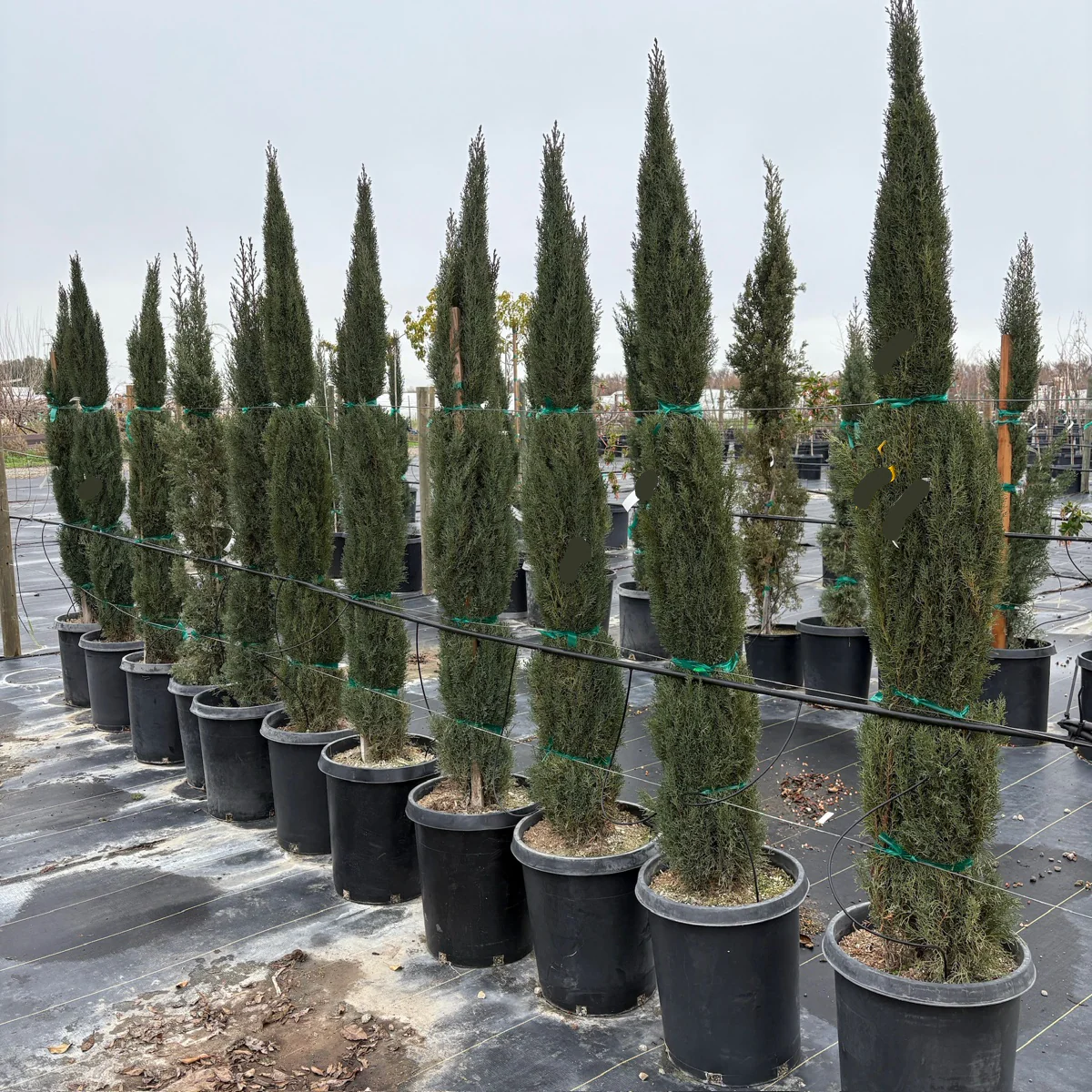 Italian Cypress - Image 2