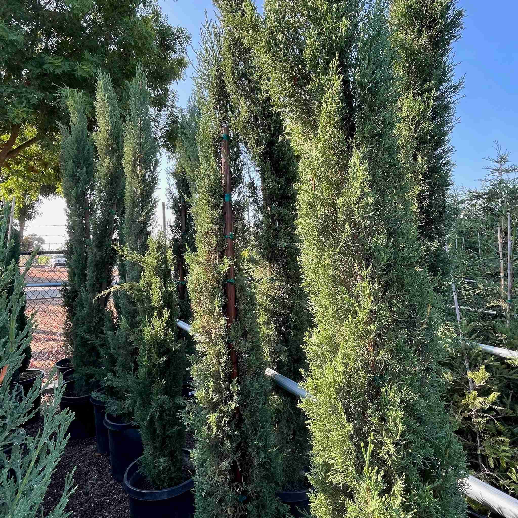 Italian Cypress - Image 3