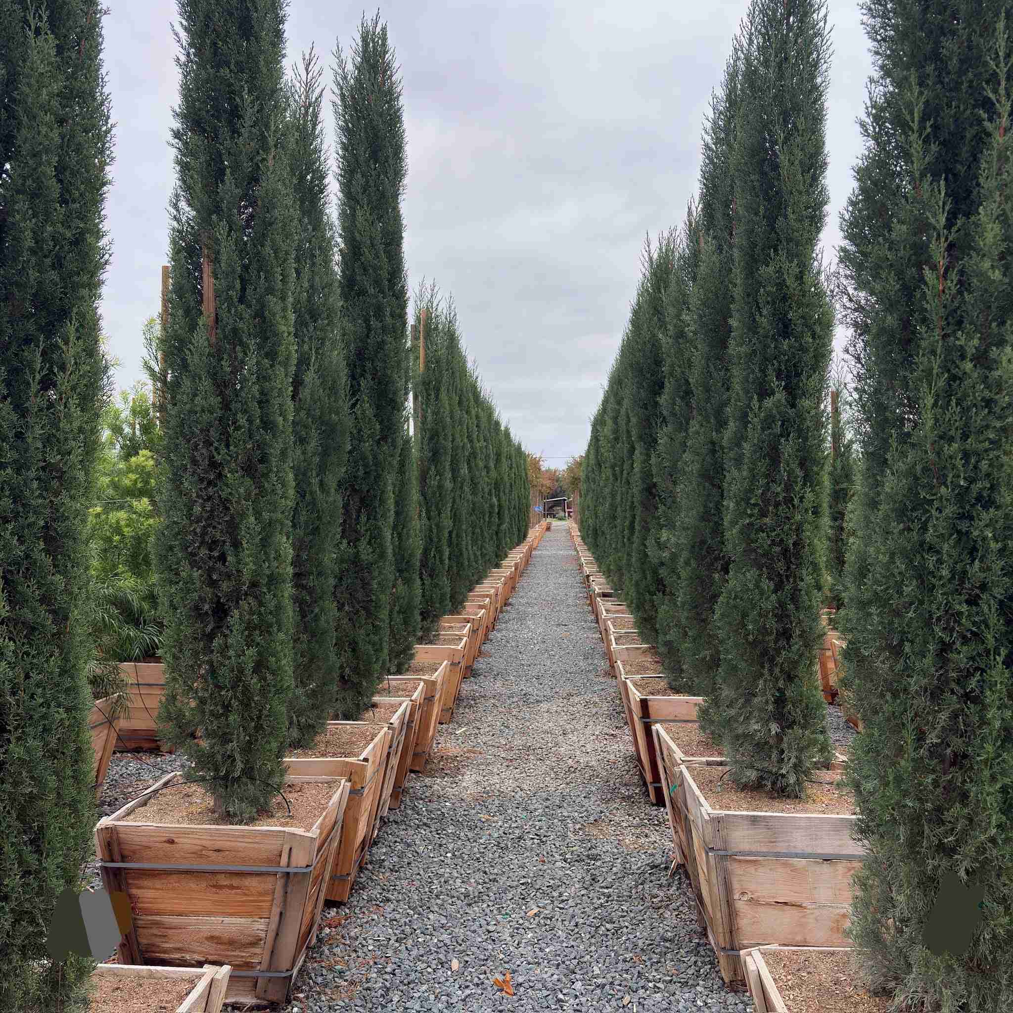 Italian Cypress - Image 1