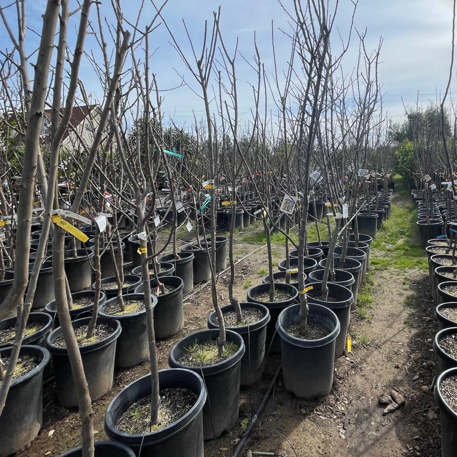 Italian Prune - Image 2