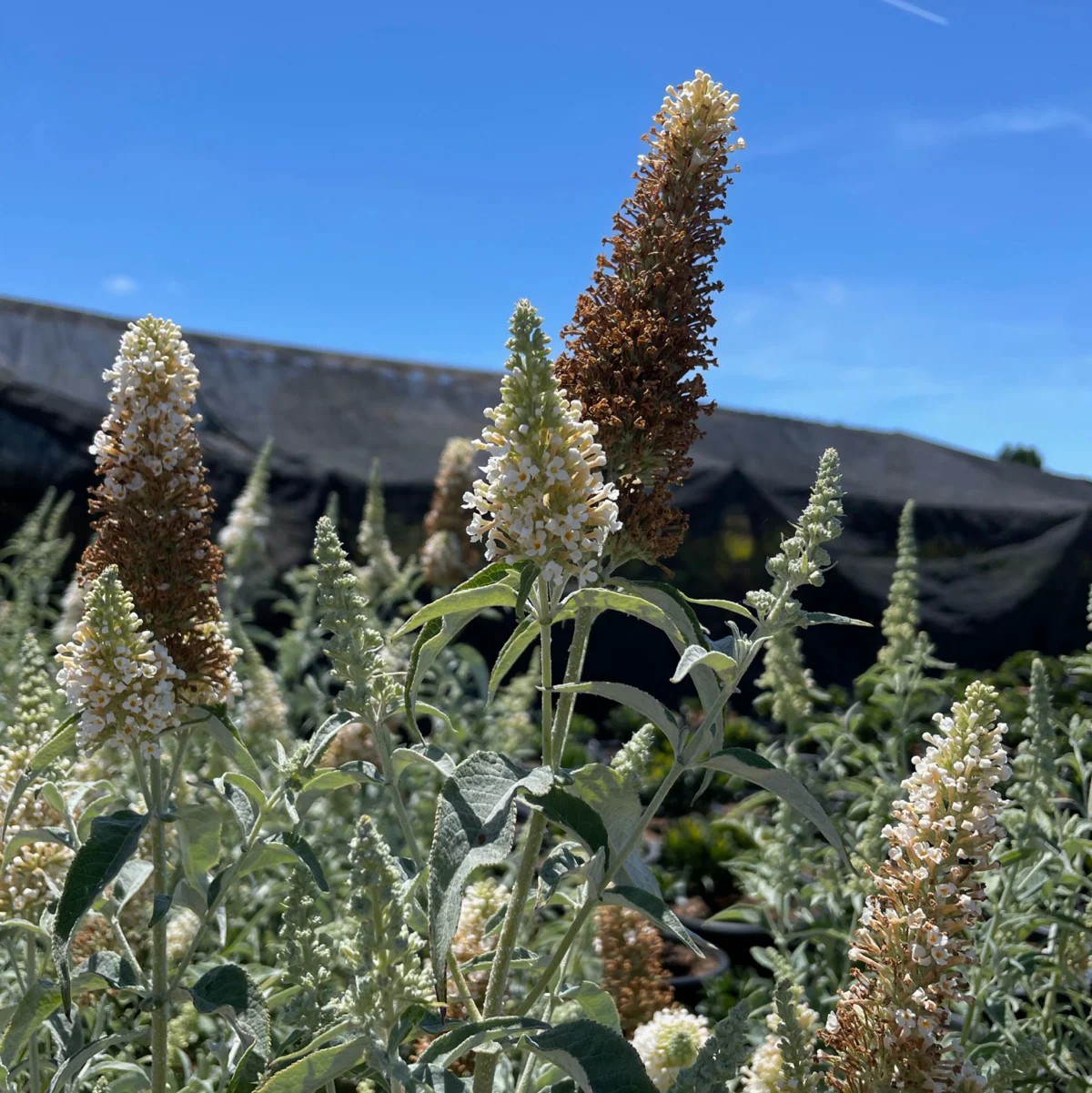 Ivory Butterfly Bush - Image 1