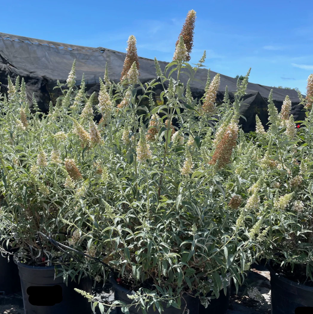 Ivory Butterfly Bush - Image 2
