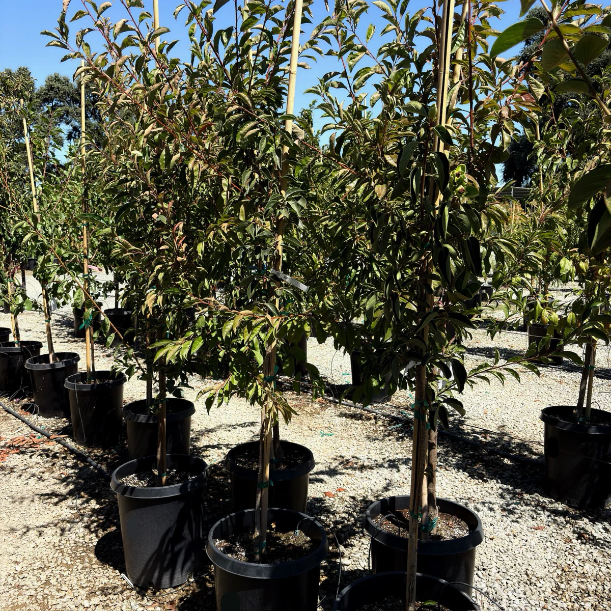 Izu Persimmon - Image 1