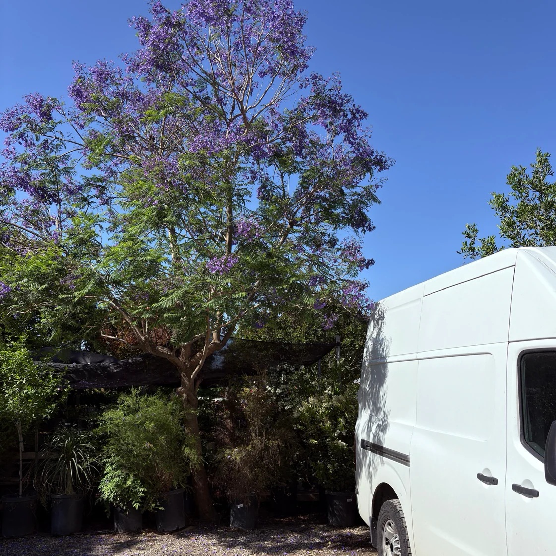 Jacaranda Tree - Image 1