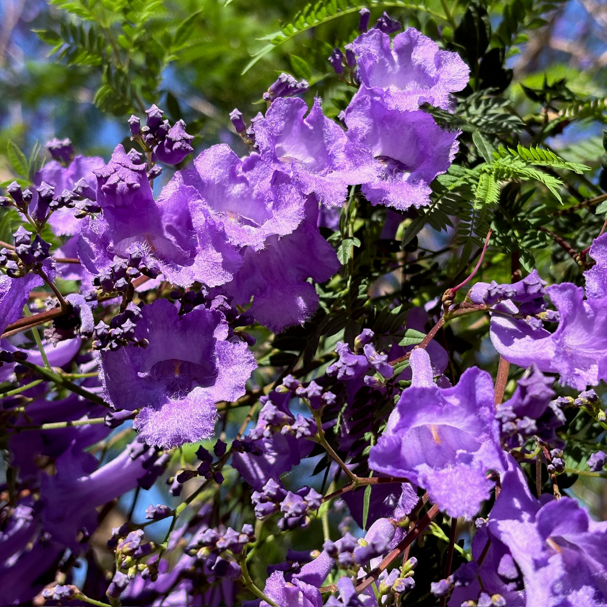 Jacaranda Tree - Image 2